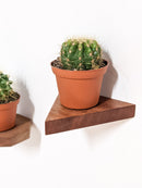 Small Triangle Display Shelf in Oak