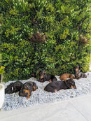 Lush Spring Artificial Vertical Garden Green Wall Panel 40×40in 11 SQ FT – UV Resistant – Commercial Grade
