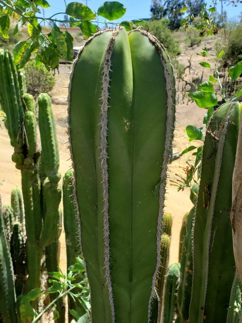 Pachycerus Marginatus Mexican Fence Post Cactus Potted and Cuttings