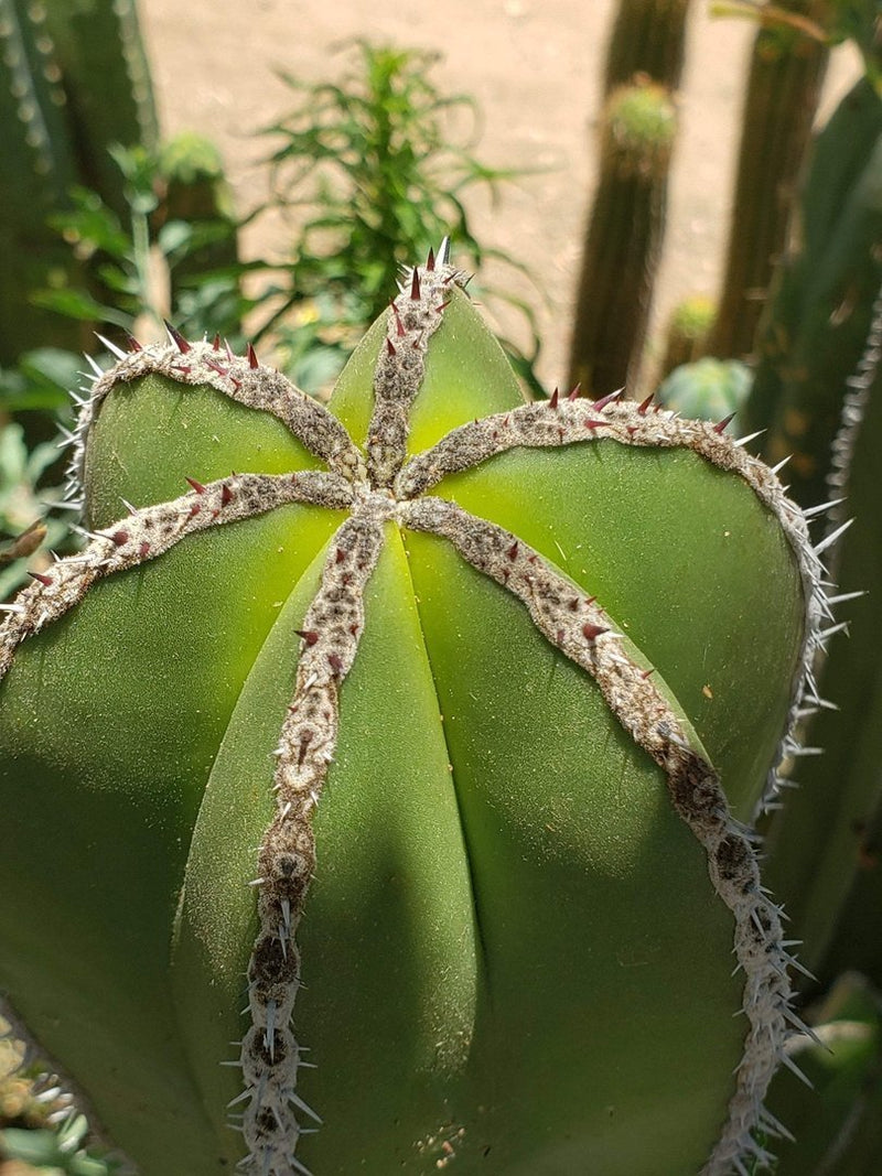 Pachycerus Marginatus Mexican Fence Post Cactus Potted and Cuttings