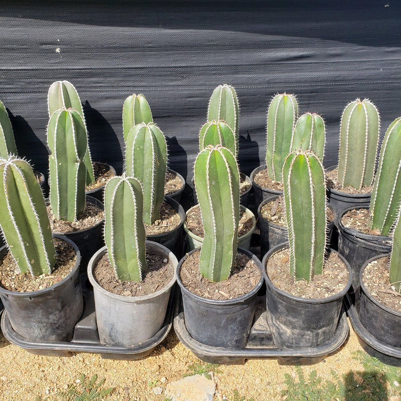 Pachycerus Marginatus Mexican Fence Post Cactus Potted and Cuttings