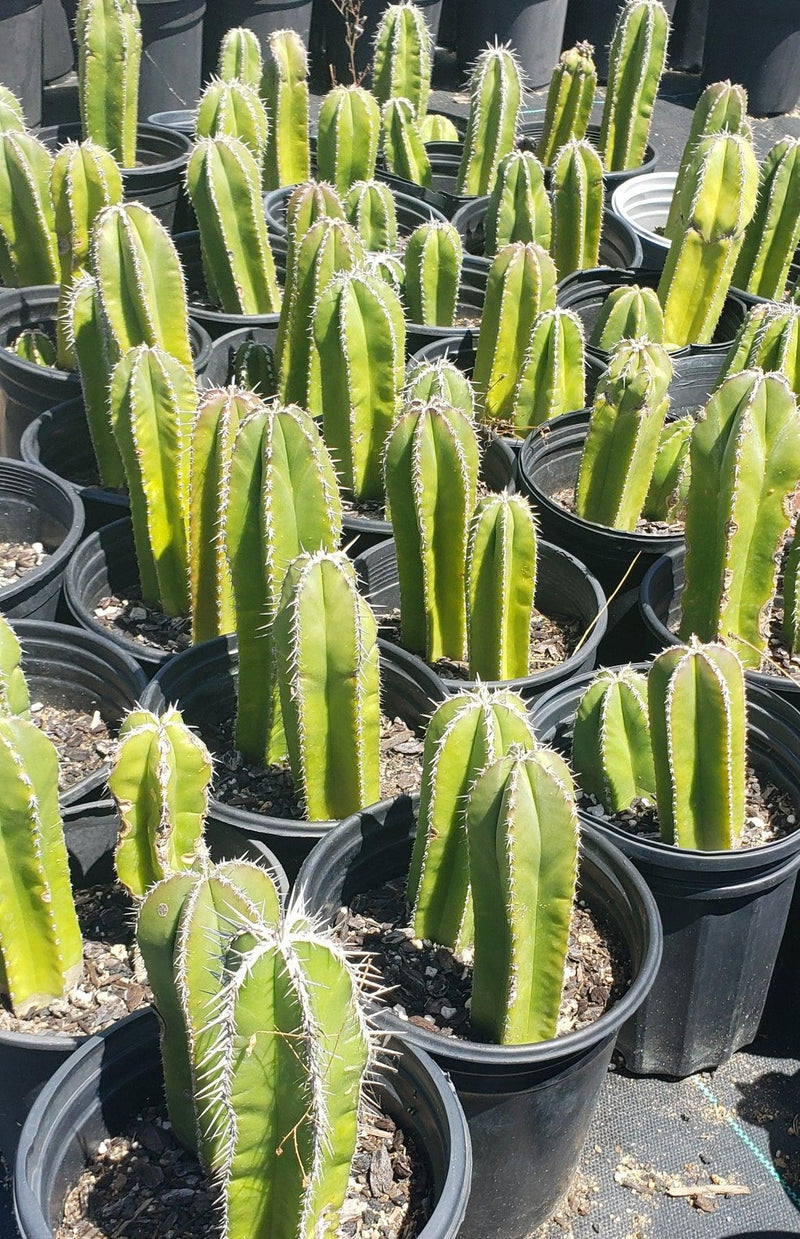 Pachycerus Marginatus Mexican Fence Post Cactus Potted and Cuttings