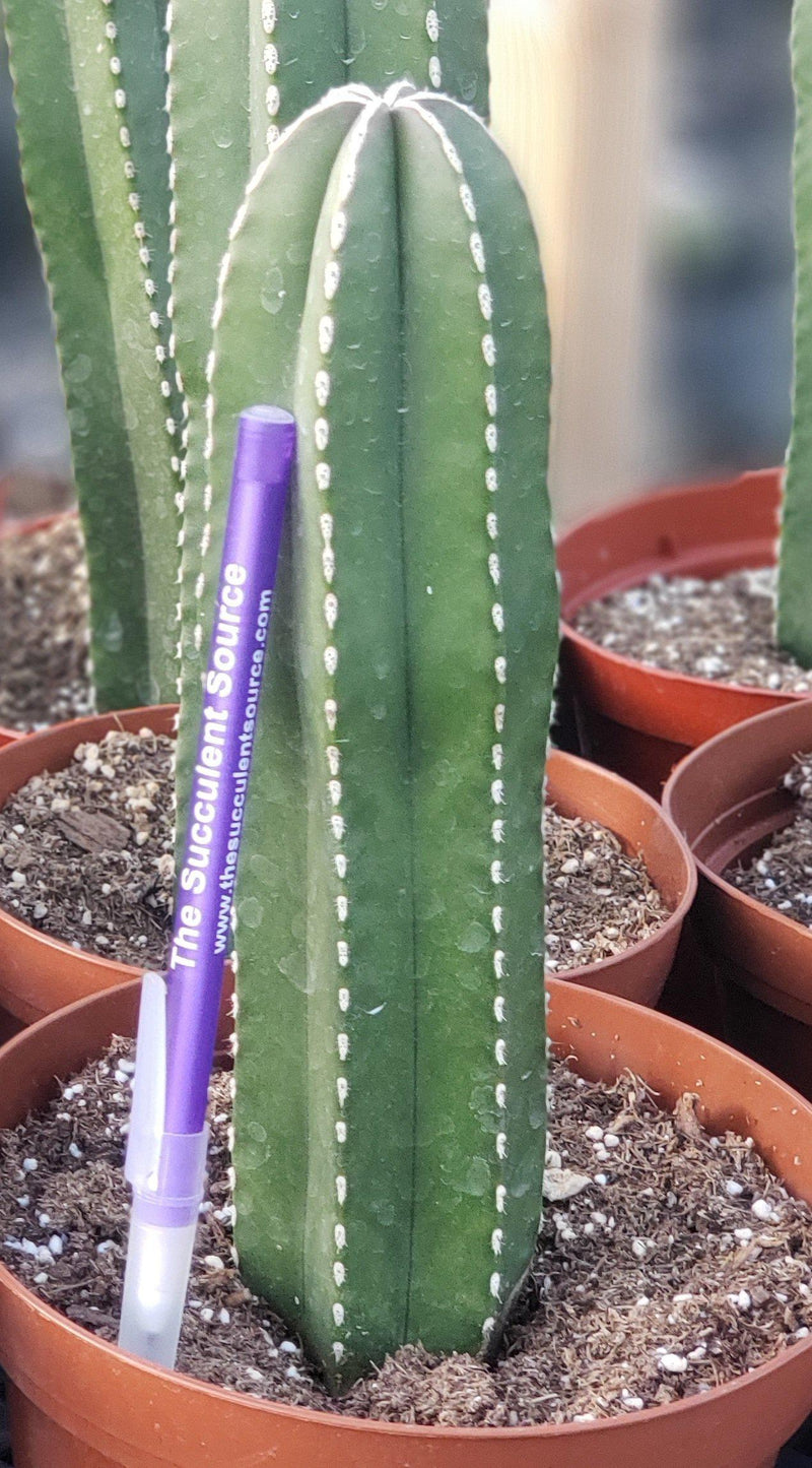 Pachycerus Marginatus Mexican Fence Post Cactus Potted and Cuttings