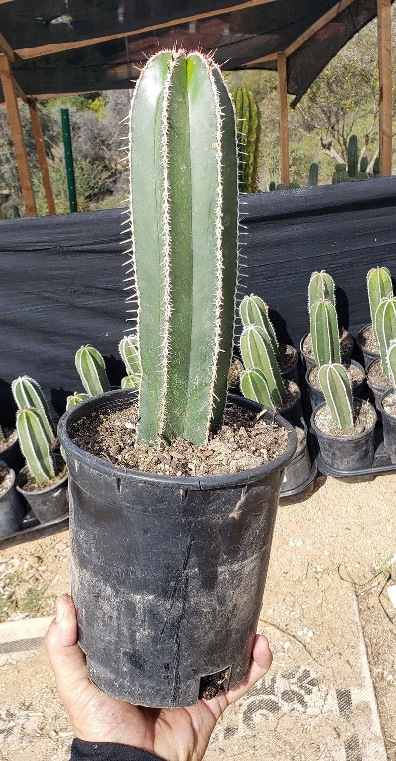 Pachycerus Marginatus Mexican Fence Post Cactus Potted and Cuttings