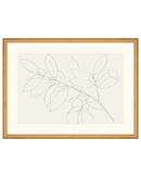 Lemon Branch Drawing