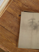 Pine Trees I