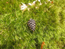 Pine Cone Copper Lapel Pin