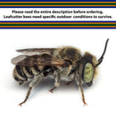Summer Leaf Bees - (200ct) Free FedEx 2-Day Mail