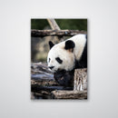 Pondering Panda - Print