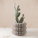 Triple Bubble Orchid Planter