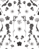 Pressed Fresh Version 02 Wallpaper, black and white