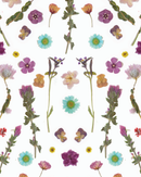 Pressed Fresh Version 02 Wallpaper, purple and blue