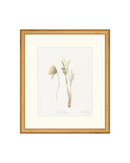 Wild Flowers II