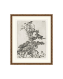 Pine Etchings 2