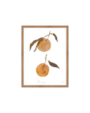 Oranges II