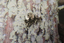 Racoon Lapel Pin