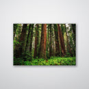Redwood Ferns Print Metal Wall Art – California Forest Nature Scenic Wall Decor