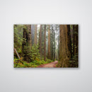 Redwood Forest Print Metal Wall Art – California Giant Trees Scenic Wall Decor