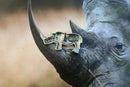 Rhinoceros Lapel Pin