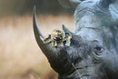 Rhinoceros Lapel Pin