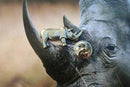 Rhinoceros Lapel Pin