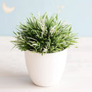 DecorBites™ Artificial Bonsai Tree Potted Plant for Home, Hotel & Garden Decor