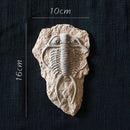 DecorBites™ Fossil Series Art Refrigerator Stickers: Fish Bone Beetle Marine Insect Specimen