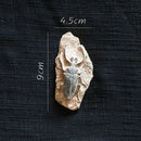 DecorBites™ Fossil Series Art Refrigerator Stickers: Fish Bone Beetle Marine Insect Specimen