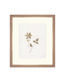 Wild Flowers I