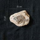 DecorBites™ Fossil Series Art Refrigerator Stickers: Fish Bone Beetle Marine Insect Specimen