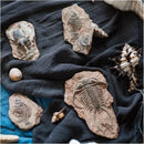 DecorBites™ Fossil Series Art Refrigerator Stickers: Fish Bone Beetle Marine Insect Specimen