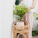 Sage Wicker Plant Stand