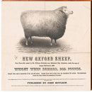 New Oxford Sheep