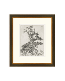 Pine Etchings 2