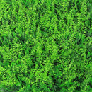 Sample Panel – Lush Fern Green Wall (Small Sample)