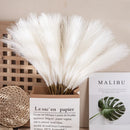 DecorBites™ Fluffy Pampas Grass Boho Decor Pampas Grass.