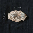 DecorBites™ Fossil Series Art Refrigerator Stickers: Fish Bone Beetle Marine Insect Specimen