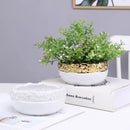 DecorBites™ Golden Edge Succulent Flower Pot Vase - Indoor Ceramic Planter Pot