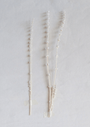 Dried Natural Lions Tail Bunch