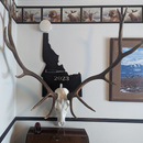 European Skull Wall Mount