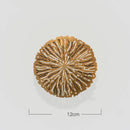 DecorBites™ Gold Coral Carp Lotus Leaf Fish Wall Decor Ornaments