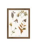 E.D Botanical Study