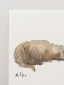 Sheep Study