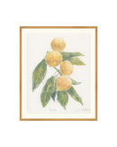Mandarin