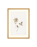 Wild Flowers I