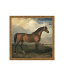 Stallion