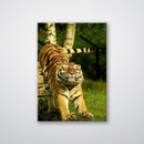Stretching Tiger - Print