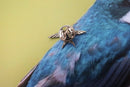 Swallow Lapel Pin
