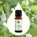 Sweet Marjoram Essential Oil