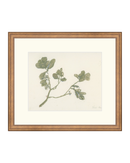 Pastel Mistletoe